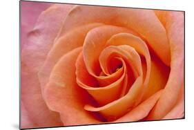 Orange Rose Close-Up-Matt Freedman-Mounted Photographic Print
