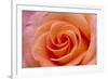 Orange Rose Close-Up-Matt Freedman-Framed Photographic Print