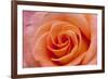 Orange Rose Close-Up-Matt Freedman-Framed Photographic Print