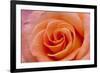 Orange Rose Close-Up-Matt Freedman-Framed Photographic Print