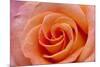 Orange Rose Close-Up-Matt Freedman-Mounted Photographic Print