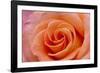 Orange Rose Close-Up-Matt Freedman-Framed Photographic Print