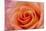 Orange Rose Close-Up-Matt Freedman-Mounted Photographic Print