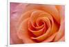 Orange Rose Close-Up-Matt Freedman-Framed Photographic Print