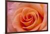 Orange Rose Close-Up-Matt Freedman-Framed Photographic Print