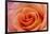 Orange Rose Close-Up-Matt Freedman-Framed Photographic Print