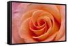 Orange Rose Close-Up-Matt Freedman-Framed Stretched Canvas