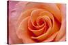 Orange Rose Close-Up-Matt Freedman-Stretched Canvas