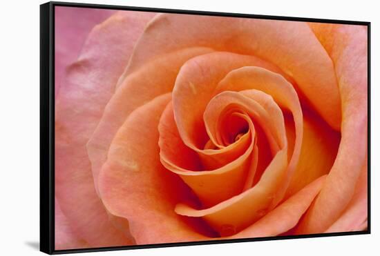 Orange Rose Close-Up-Matt Freedman-Framed Stretched Canvas