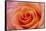 Orange Rose Close-Up-Matt Freedman-Framed Stretched Canvas