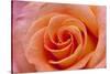 Orange Rose Close-Up-Matt Freedman-Stretched Canvas