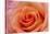Orange Rose Close-Up-Matt Freedman-Stretched Canvas