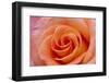 Orange Rose Close-Up-Matt Freedman-Framed Photographic Print