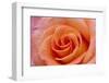 Orange Rose Close-Up-Matt Freedman-Framed Photographic Print