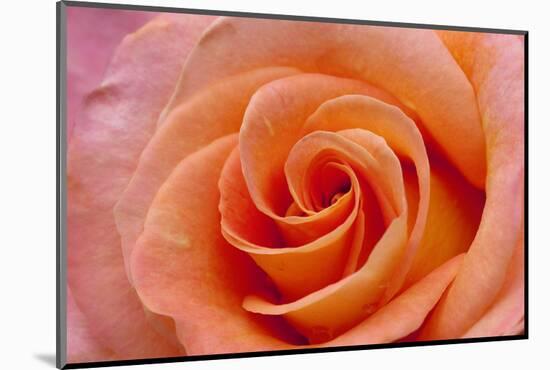 Orange Rose Close-Up-Matt Freedman-Mounted Photographic Print