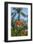 Orange Rose Mallow-Lisa Engelbrecht-Framed Photographic Print