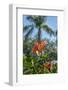 Orange Rose Mallow-Lisa Engelbrecht-Framed Photographic Print