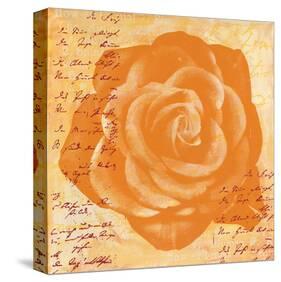 Orange Rose-Anna Flores-Stretched Canvas