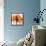 Orange Rose-Albert Koetsier-Framed Stretched Canvas displayed on a wall