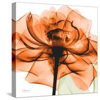 Orange Rose-Albert Koetsier-Stretched Canvas
