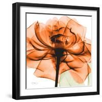 Orange Rose-Albert Koetsier-Framed Photographic Print