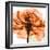 Orange Rose-Albert Koetsier-Framed Photographic Print