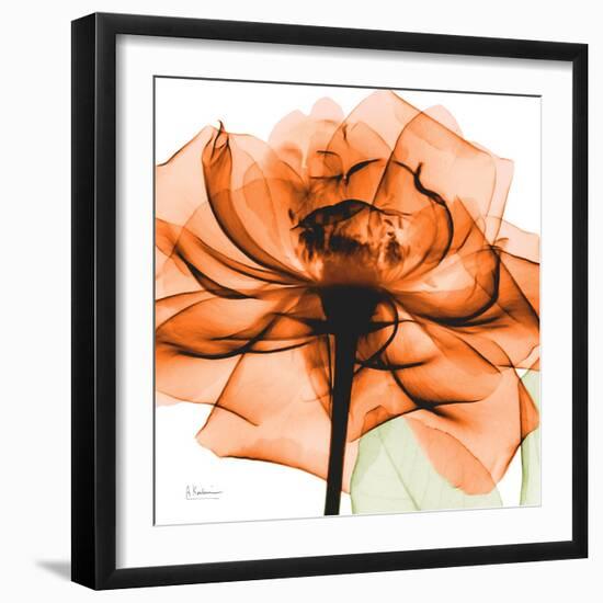 Orange Rose-Albert Koetsier-Framed Photographic Print