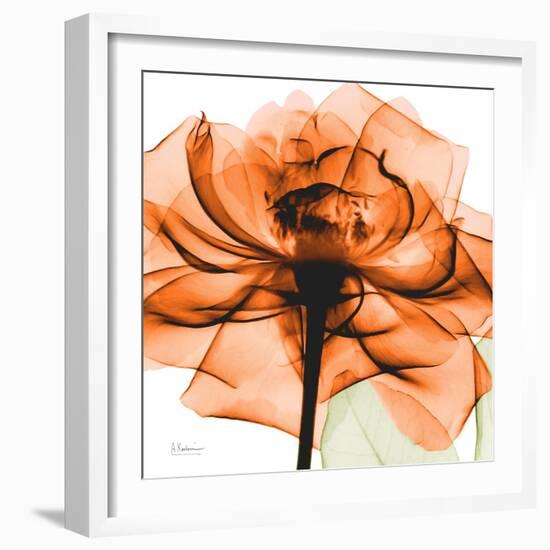 Orange Rose-Albert Koetsier-Framed Photographic Print