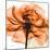 Orange Rose-Albert Koetsier-Mounted Photographic Print