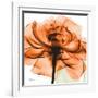 Orange Rose-Albert Koetsier-Framed Photographic Print