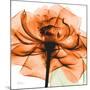 Orange Rose-Albert Koetsier-Mounted Photographic Print