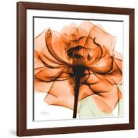 Orange Rose-Albert Koetsier-Framed Photographic Print