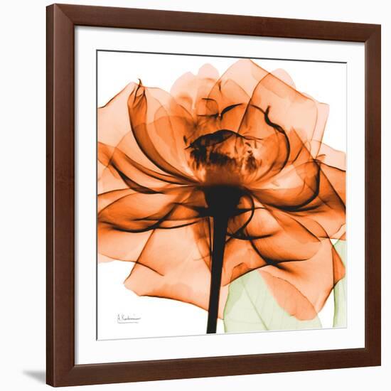 Orange Rose-Albert Koetsier-Framed Photographic Print