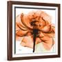 Orange Rose-Albert Koetsier-Framed Photographic Print