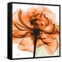Orange Rose-Albert Koetsier-Framed Stretched Canvas