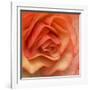 Orange Ruffles III-Rita Crane-Framed Photographic Print