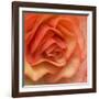 Orange Ruffles III-Rita Crane-Framed Photographic Print