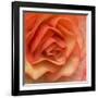 Orange Ruffles III-Rita Crane-Framed Photographic Print