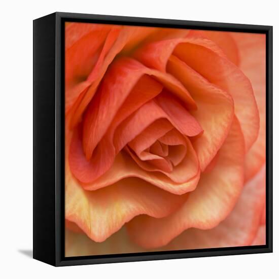 Orange Ruffles III-Rita Crane-Framed Stretched Canvas