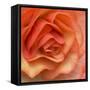 Orange Ruffles III-Rita Crane-Framed Stretched Canvas