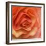 Orange Ruffles III-Rita Crane-Framed Photographic Print