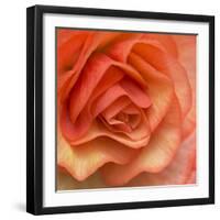 Orange Ruffles III-Rita Crane-Framed Photographic Print