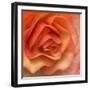 Orange Ruffles III-Rita Crane-Framed Photographic Print