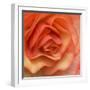 Orange Ruffles III-Rita Crane-Framed Photographic Print