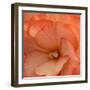 Orange Ruffles IV-Rita Crane-Framed Photographic Print