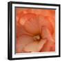 Orange Ruffles IV-Rita Crane-Framed Photographic Print