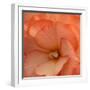 Orange Ruffles IV-Rita Crane-Framed Photographic Print