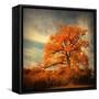 Orange Season-Philippe Sainte-Laudy-Framed Stretched Canvas