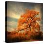 Orange Season-Philippe Sainte-Laudy-Stretched Canvas