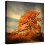 Orange Season-Philippe Sainte-Laudy-Stretched Canvas